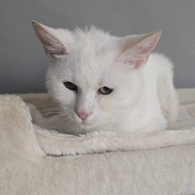 Katze Lumi packt gern ihren Koffer, EKH - Katze