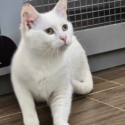 Katze Lumi sucht ihr Körbchen, EKH - Katze
