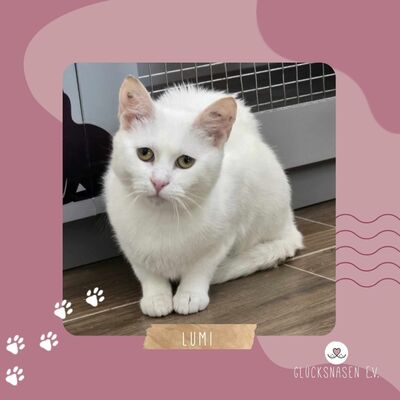 Katze Lumi sucht ihre lieben Menschen, EKH - Katze