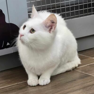 Katze Lumi sucht ihre lieben Menschen, EKH - Katze