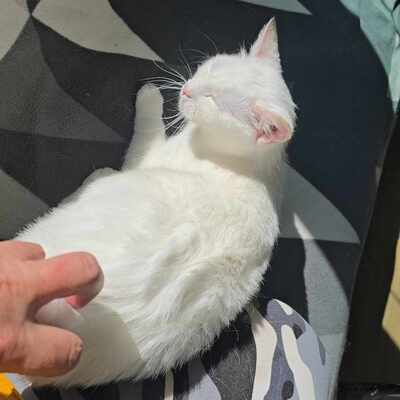 Katze Lumi sucht ihre lieben Menschen, EKH - Katze