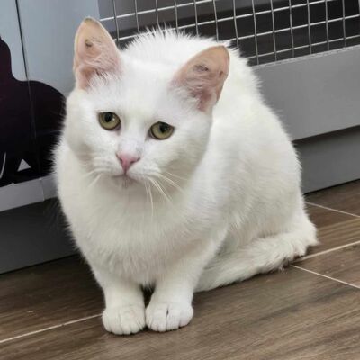 Katze Lumi sucht ihre lieben Menschen, EKH - Katze