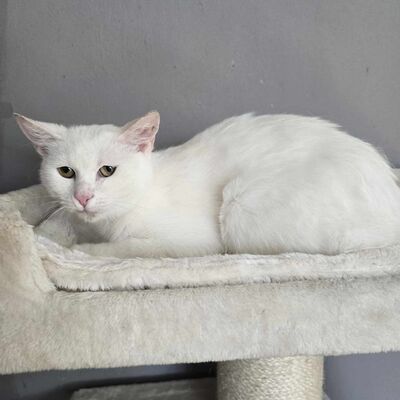 Katze Lumi sucht ihre lieben Menschen, EKH - Katze