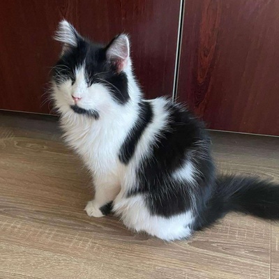 Katze Maggie sucht ihre Dosis, EKH - Katze