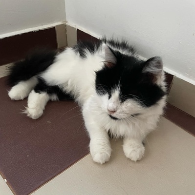 Katze Maggie sucht ihre Dosis, EKH - Katze