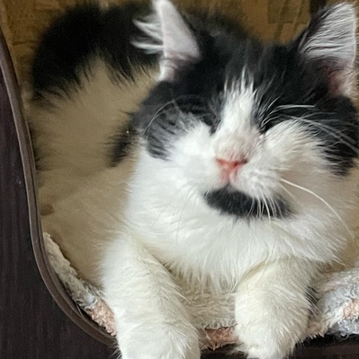 Katze Maggie sucht ihre Dosis, EKH - Katze