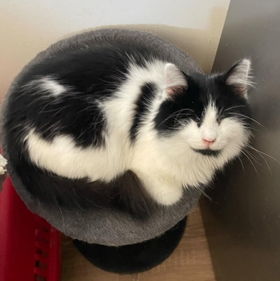 Katze Maggie sucht ihre Dosis, EKH - Katze