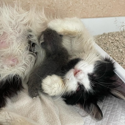 Katze Maggie sucht ihre Dosis, EKH - Katze