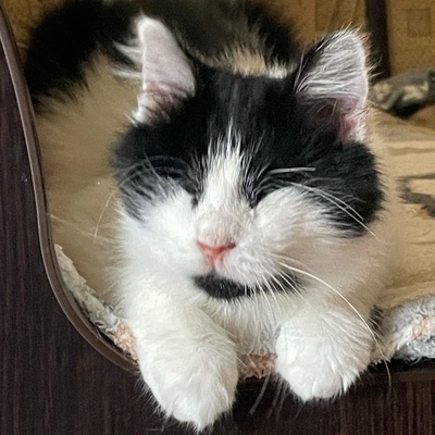 Katze Maggie sucht ihre Dosis, EKH - Katze