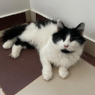 Katze Maggie sucht ihre Dosis, EKH - Katze