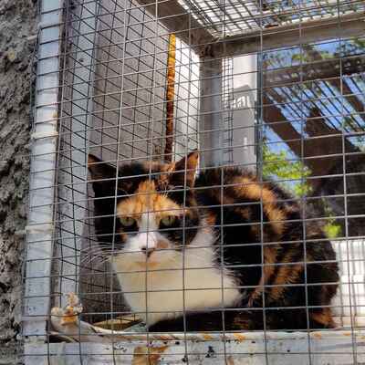 Katze Marie sucht ihre lieben Menschen, EKH - Katze