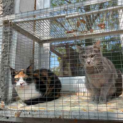 Katze Marie sucht ihre lieben Menschen, EKH - Katze