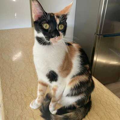 Katze Meli möchte Dein Herz erobern, EKH - Katze