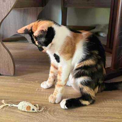 Katze Meli möchte Dein Herz erobern, EKH - Katze