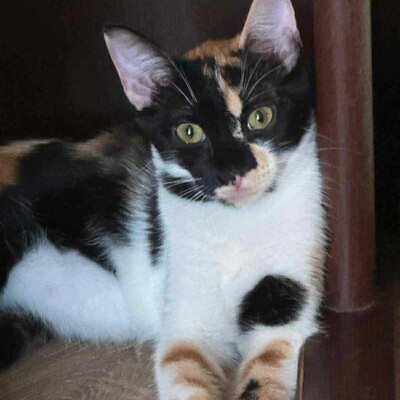 Katze Meli möchte Dein Herz erobern, EKH - Katze
