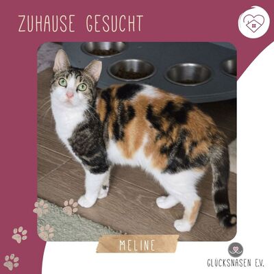 Katze Meline ist auf der Suche nach Geborgenheit