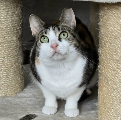 Katze Meline ist auf der Suche nach Geborgenheit, EKH - Katze