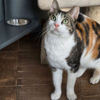 Katze Meline ist auf der Suche nach Geborgenheit, EKH - Katze