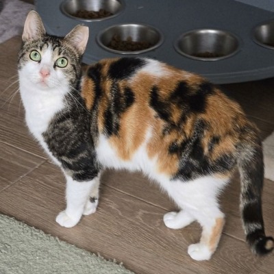 Katze Meline ist auf der Suche nach Geborgenheit, EKH - Katze