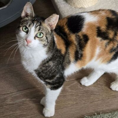 Katze Meline ist auf der Suche nach Geborgenheit, EKH - Katze