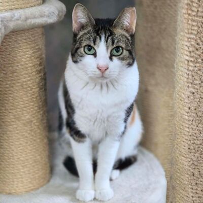 Katze Meline ist auf der Suche nach Geborgenheit, EKH - Katze
