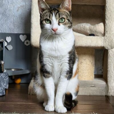 Katze Meline ist auf der Suche nach Geborgenheit, EKH - Katze