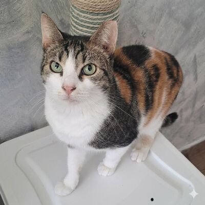 Katze Meline ist auf der Suche nach Geborgenheit, EKH - Katze