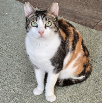 Katze Meline ist auf der Suche nach Geborgenheit, EKH - Katze