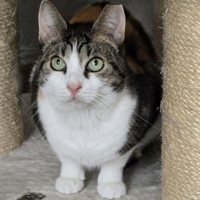 Katze Meline ist auf der Suche nach Geborgenheit, EKH - Katze