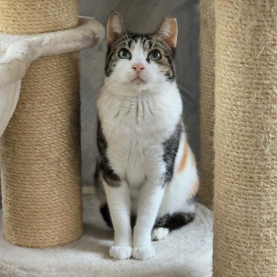 Katze Meline ist auf der Suche nach Geborgenheit, EKH - Katze