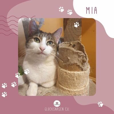 Katze Mia wartet sehnsüchtig auf ihre Familie, EKH - Katze