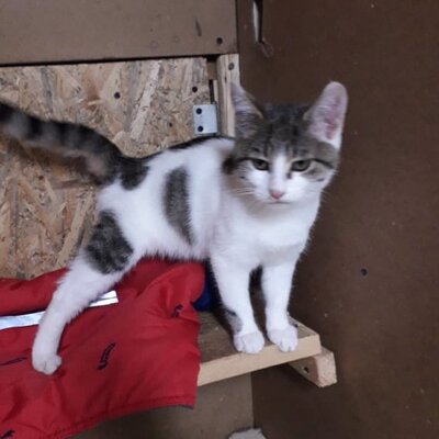 Katze Mia wartet sehnsüchtig auf ihre Familie, EKH - Katze