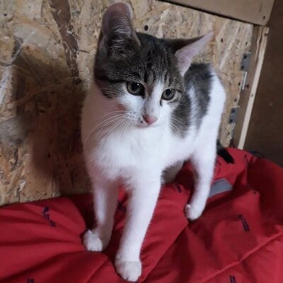 Katze Mia wartet sehnsüchtig auf ihre Familie, EKH - Katze