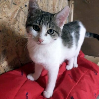 Katze Mia wartet sehnsüchtig auf ihre Familie, EKH - Katze