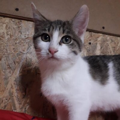 Katze Mia wartet sehnsüchtig auf ihre Familie, EKH - Katze