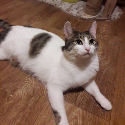 Katze Mia wartet sehnsüchtig auf ihre Familie, EKH - Katze