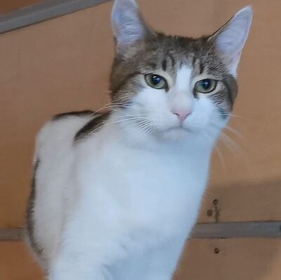 Katze Mia wartet sehnsüchtig auf ihre Familie, EKH - Katze