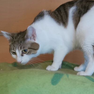 Katze Mia wartet sehnsüchtig auf ihre Familie, EKH - Katze