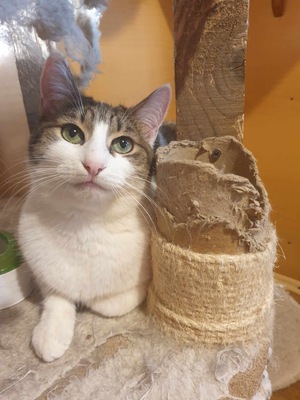 Katze Mia wartet sehnsüchtig auf ihre Familie, EKH - Katze