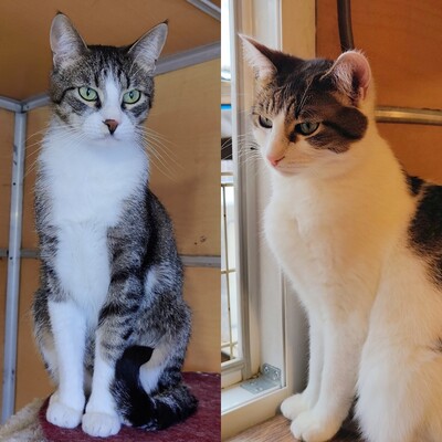 Katze Mia wartet sehnsüchtig auf ihre Familie, EKH - Katze