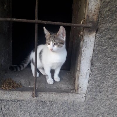Katze Mia wartet sehnsüchtig auf ihre Familie, EKH - Katze