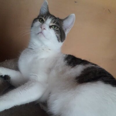Katze Mia wartet sehnsüchtig auf ihre Familie, EKH - Katze