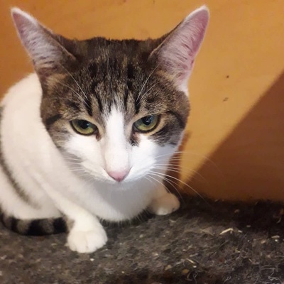 Katze Mia wartet sehnsüchtig auf ihre Familie, EKH - Katze