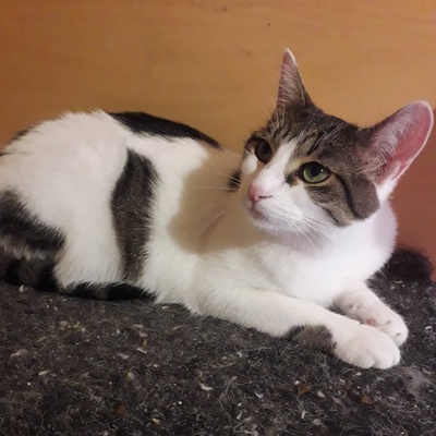 Katze Mia wartet sehnsüchtig auf ihre Familie, EKH - Katze