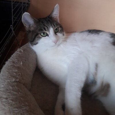 Katze Mia wartet sehnsüchtig auf ihre Familie, EKH - Katze