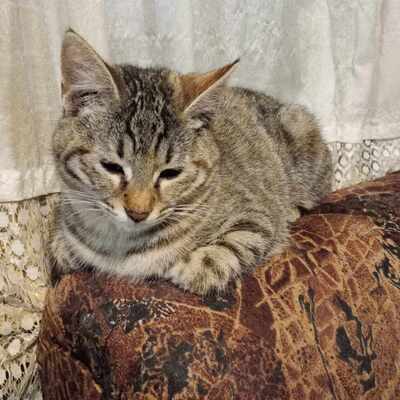 Katze Minou ist bereit für Dich, EKH - Katze