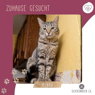 Katze Minou wartet schon lange auf Dich, EKH - Katze
