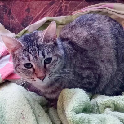 Katze Minou wartet schon lange auf Dich, EKH - Katze