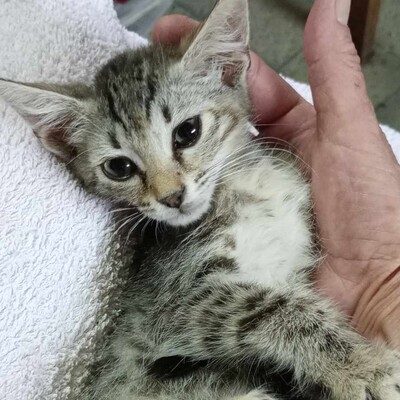 Katze Minou wartet schon lange auf Dich, EKH - Katze