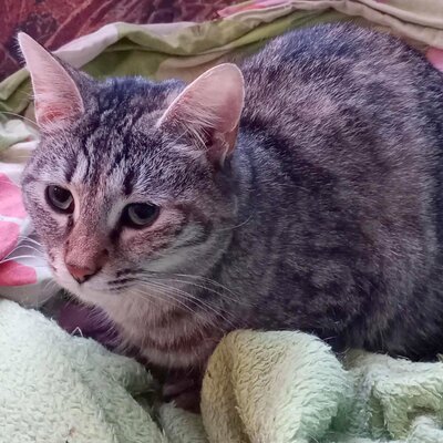 Katze Minou wartet schon lange auf Dich, EKH - Katze